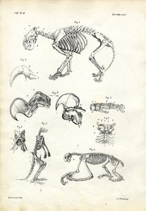 Chat, 1863-79 - Raimundo Petraroja